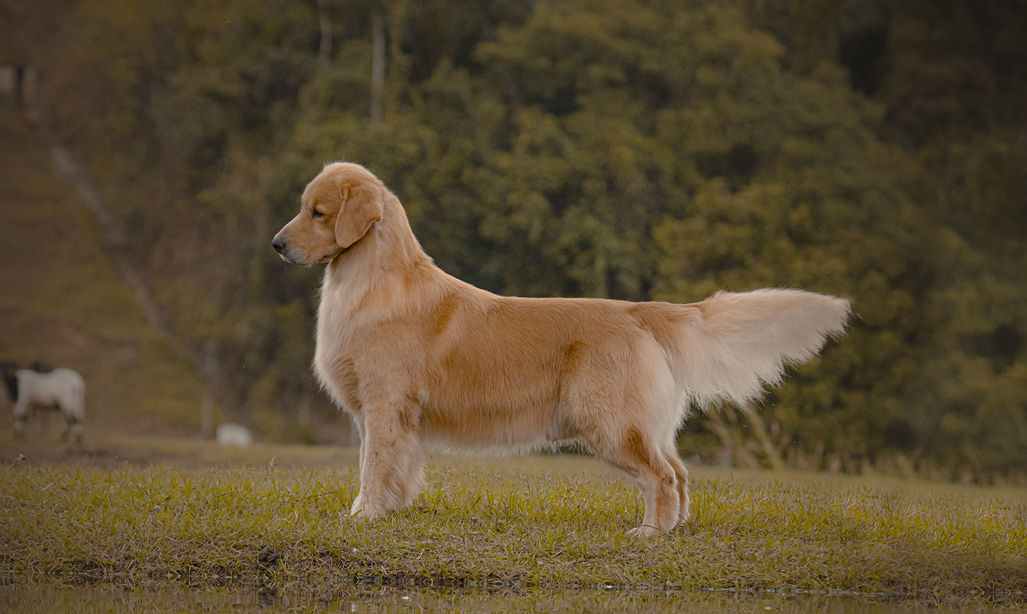 Trimming 2024 golden retriever